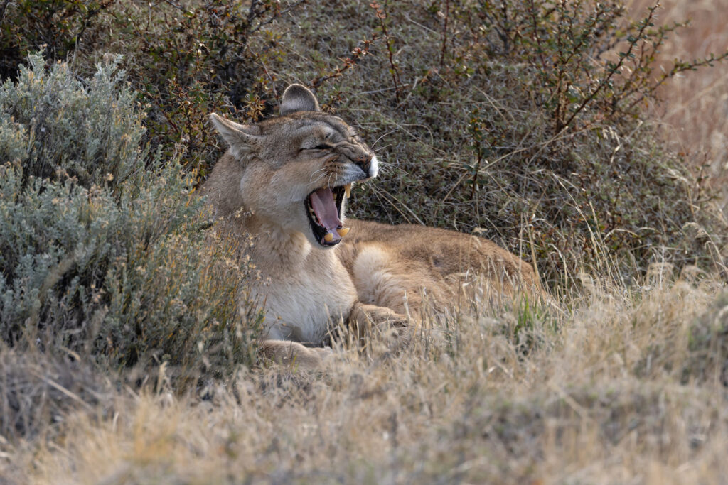 Rupestre is around eight years old now and has lost her upper left canine tooth (image by Mike Watson)
