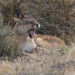 Rupestre is around eight years old now and has lost her upper left canine tooth (image by Mike Watson)
