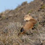 Danya, daughter of Rupestre gave birth less than a week ago and here she is, up and about again already (image by Mike Watson)