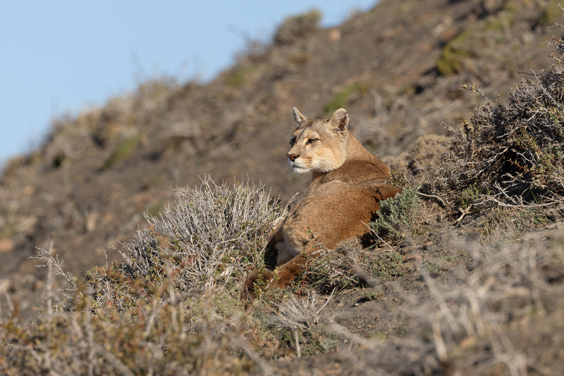 Danya, daughter of Rupestre gave birth less than a week ago and here she is, up and about again already (image by Mike Watson)