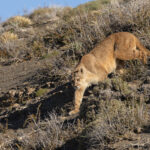 Danya is part of Rupestre’s ginger dynasty, in fat her sister is called Ginger (image by Mike Watson)