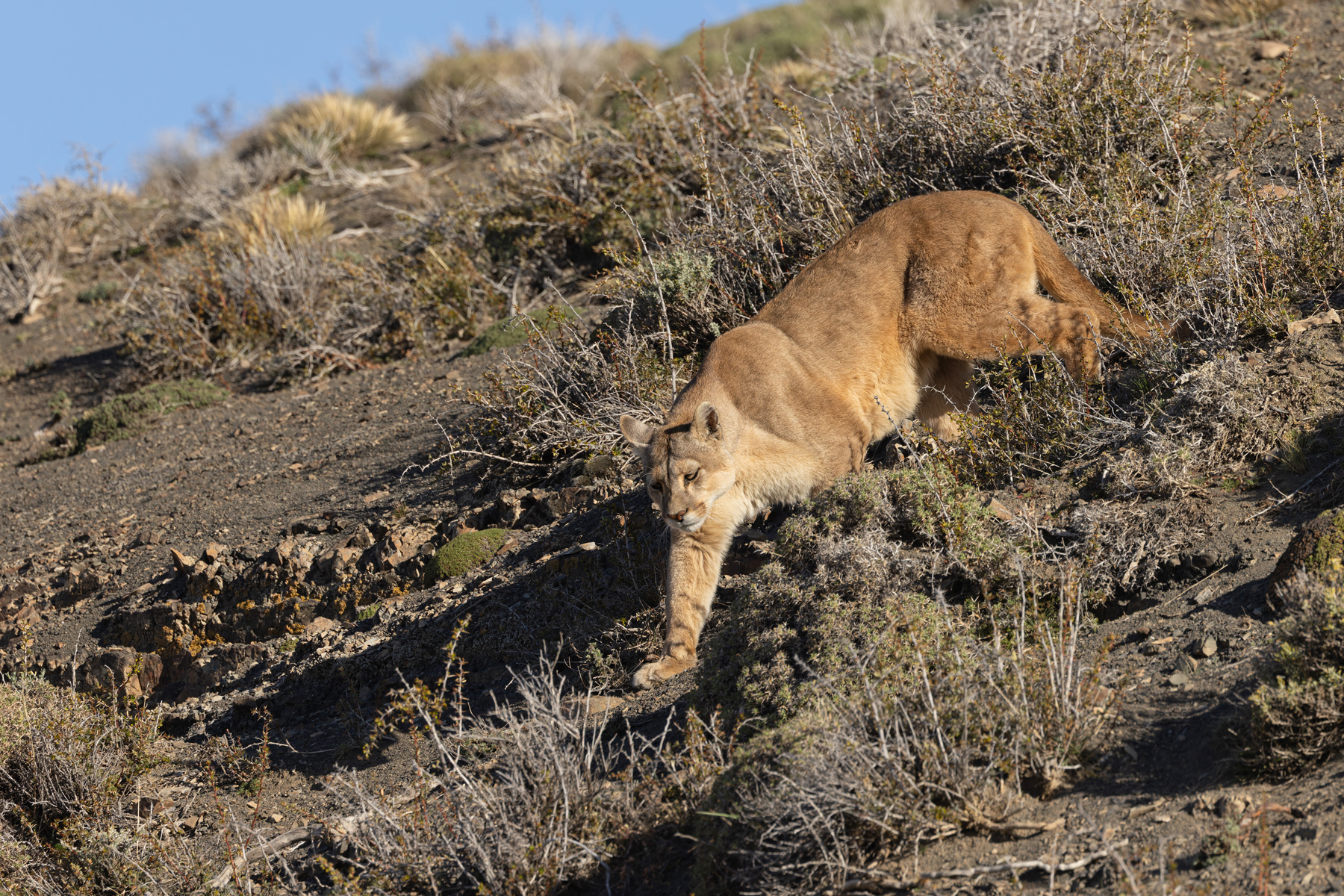Danya is part of Rupestre’s ginger dynasty, in fat her sister is called Ginger (image by Mike Watson)