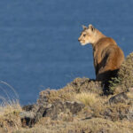 Puma Danya is actually named after one of the ranch owning family! She is a fine looking cat (image by Mike Watson)