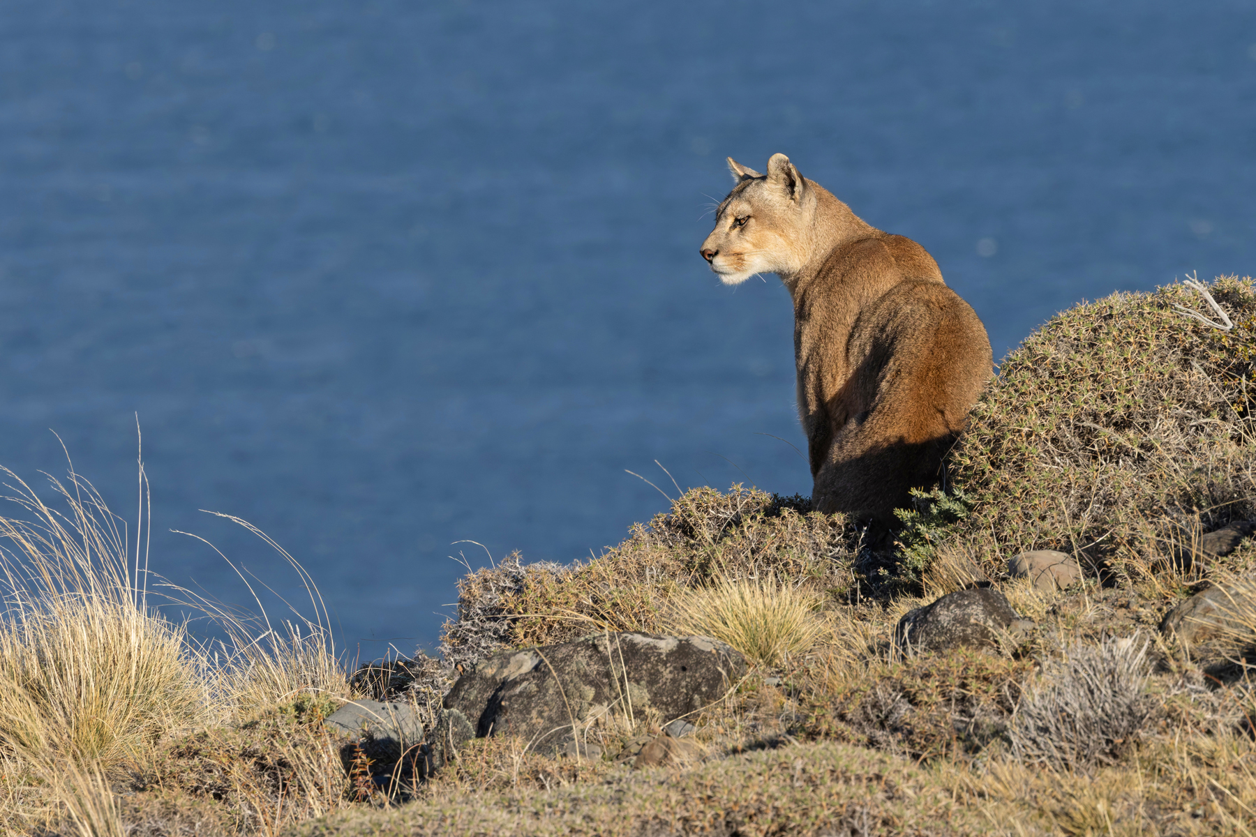 Puma Danya is actually named after one of the ranch owning family! She is a fine looking cat (image by Mike Watson)