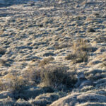 Matriarch Petaka rests in the landscape, it would be easy to miss her without a thermal imager! (image by Mike Watson)