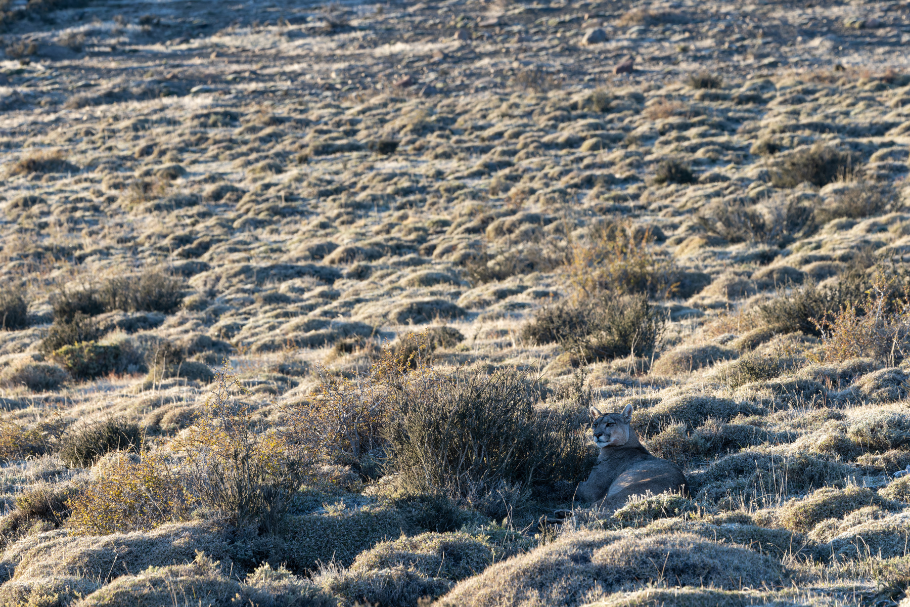 Matriarch Petaka rests in the landscape, it would be easy to miss her without a thermal imager! (image by Mike Watson)