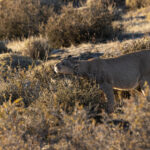 Puma Petaka in the Mata Negra, bush or brush? (image by Mike Watson)