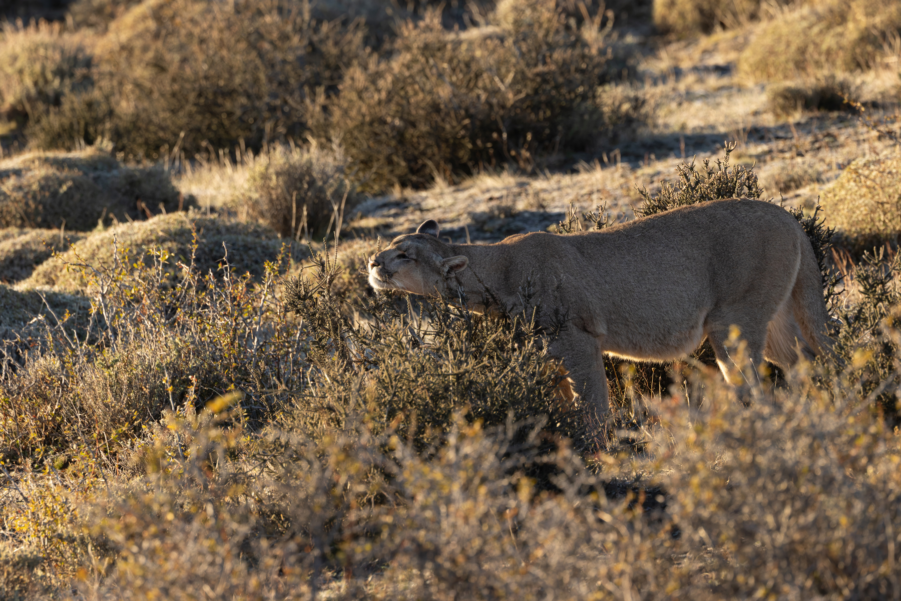 Puma Petaka in the Mata Negra, bush or brush? (image by Mike Watson)