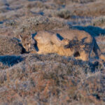 Petaka is an expert in concealing her kills from would be thieves (image by Mike Watson)