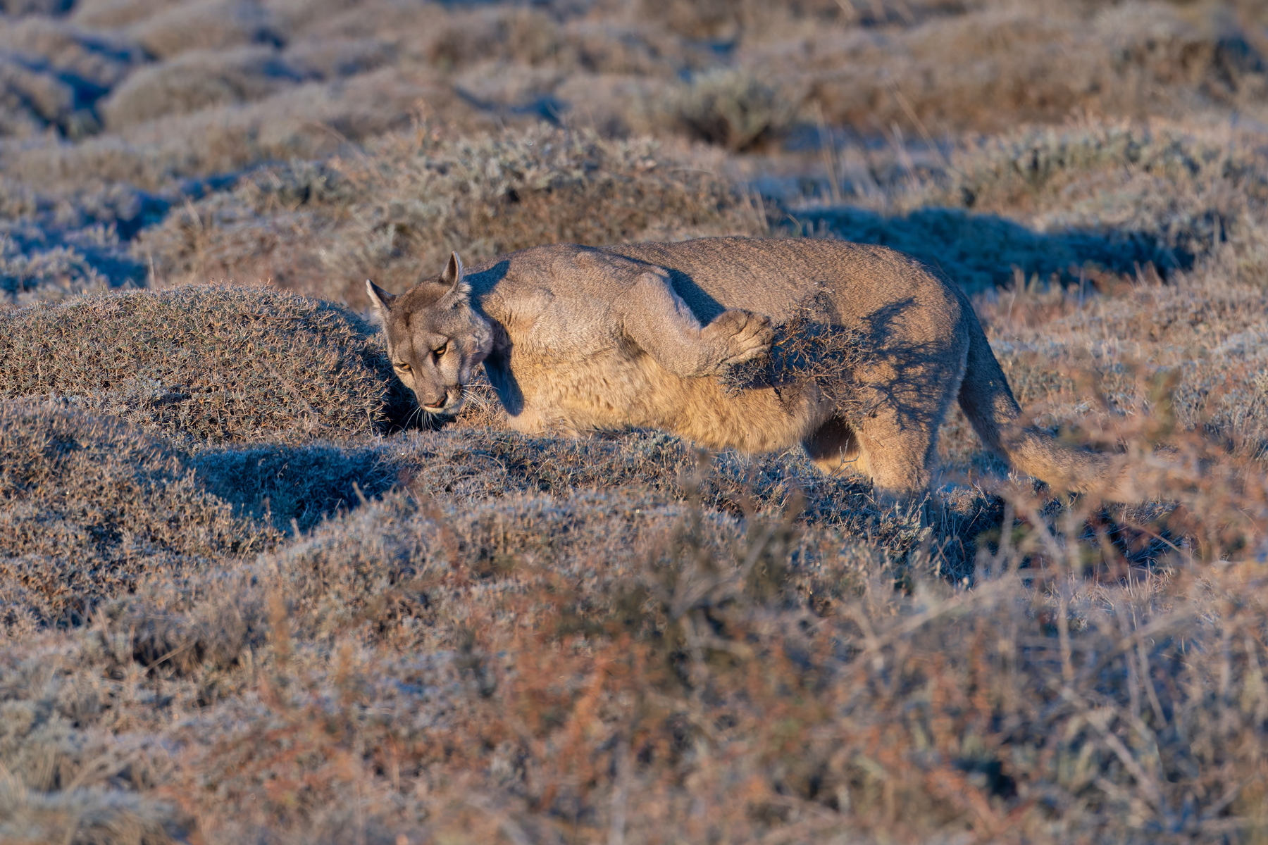 Petaka is an expert in concealing her kills from would be thieves (image by Mike Watson)