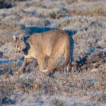 Pumas are visibly anxious when covering kills, presumably keen to get the job done quickly (image by Mike Watson)