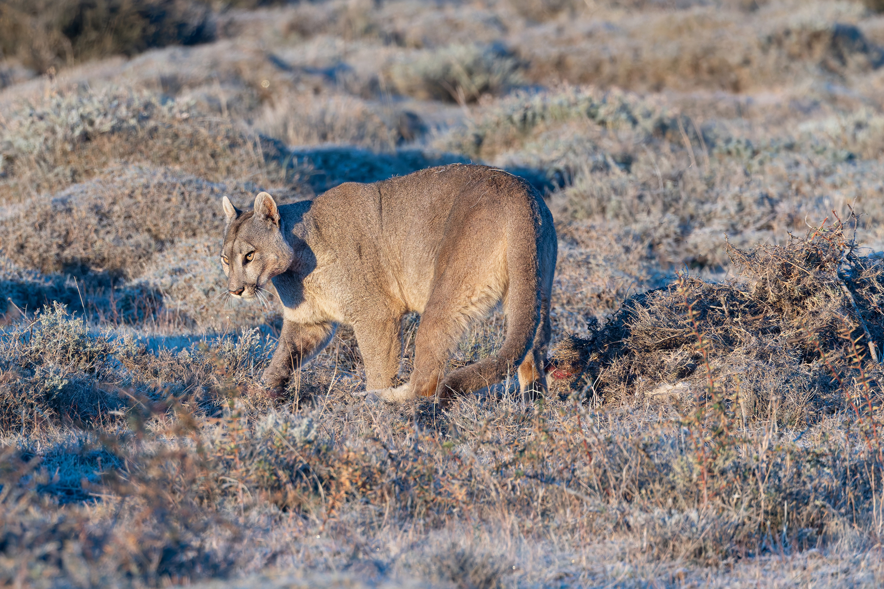 Pumas are visibly anxious when covering kills, presumably keen to get the job done quickly (image by Mike Watson)