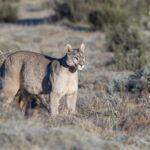 Petaka is also around eight years old and is still a fine looking Puma (image by Mike Watson)