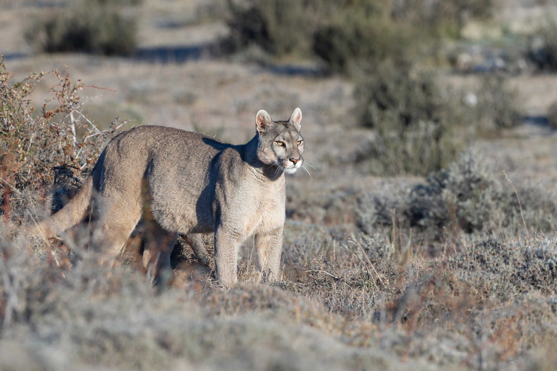 Petaka is also around eight years old and is still a fine looking Puma (image by Mike Watson)
