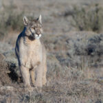 Beautiful Petaka next to her kill! One for the wall? (image by Mike Watson)