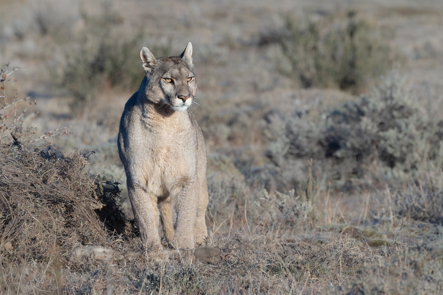 Beautiful Petaka next to her kill! One for the wall? (image by Mike Watson)