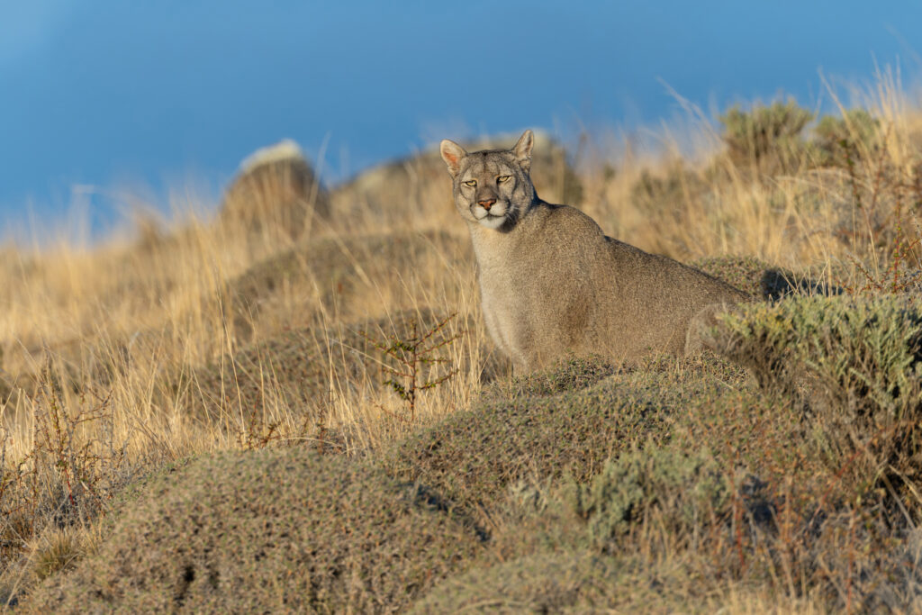 This is what we were waiting for, a glance towards us in the golden hour (image by Mike Watson)