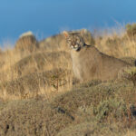 This is what we were waiting for, a glance towards us in the golden hour (image by Mike Watson)