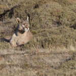 Petaka can see the other Puma on the skyline (image by Mike Watson)