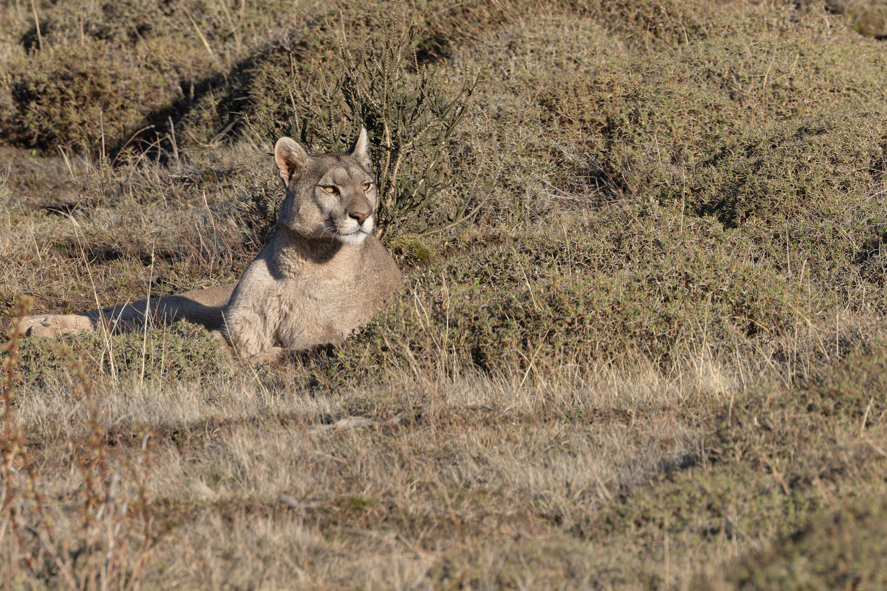 Petaka can see the other Puma on the skyline (image by Mike Watson)