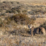 Petaka in the landscape (image by Mike Watson)