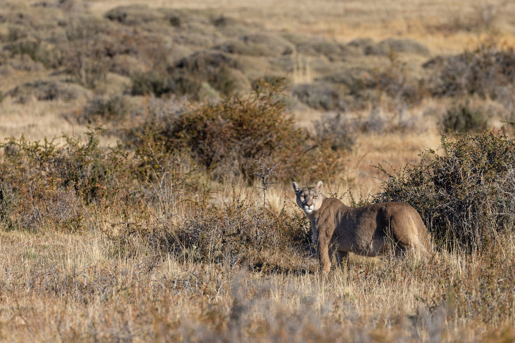 Petaka in the landscape (image by Mike Watson)