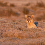Petaka in the golden hour, this light had the wow factor! (image by Mike Watson)