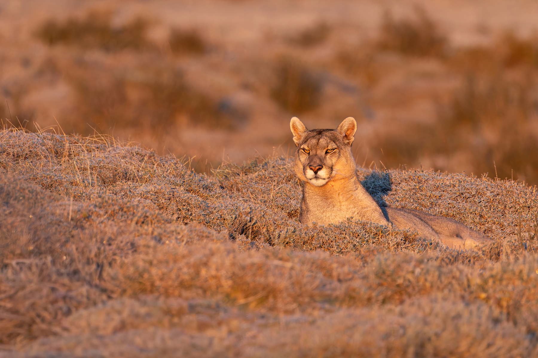 Petaka in the golden hour, this light had the wow factor! (image by Mike Watson)