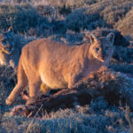 Petaka (left) allows park cat Lenga to join her. Lenga has a distinctively broken tail (image by Mike Watson)