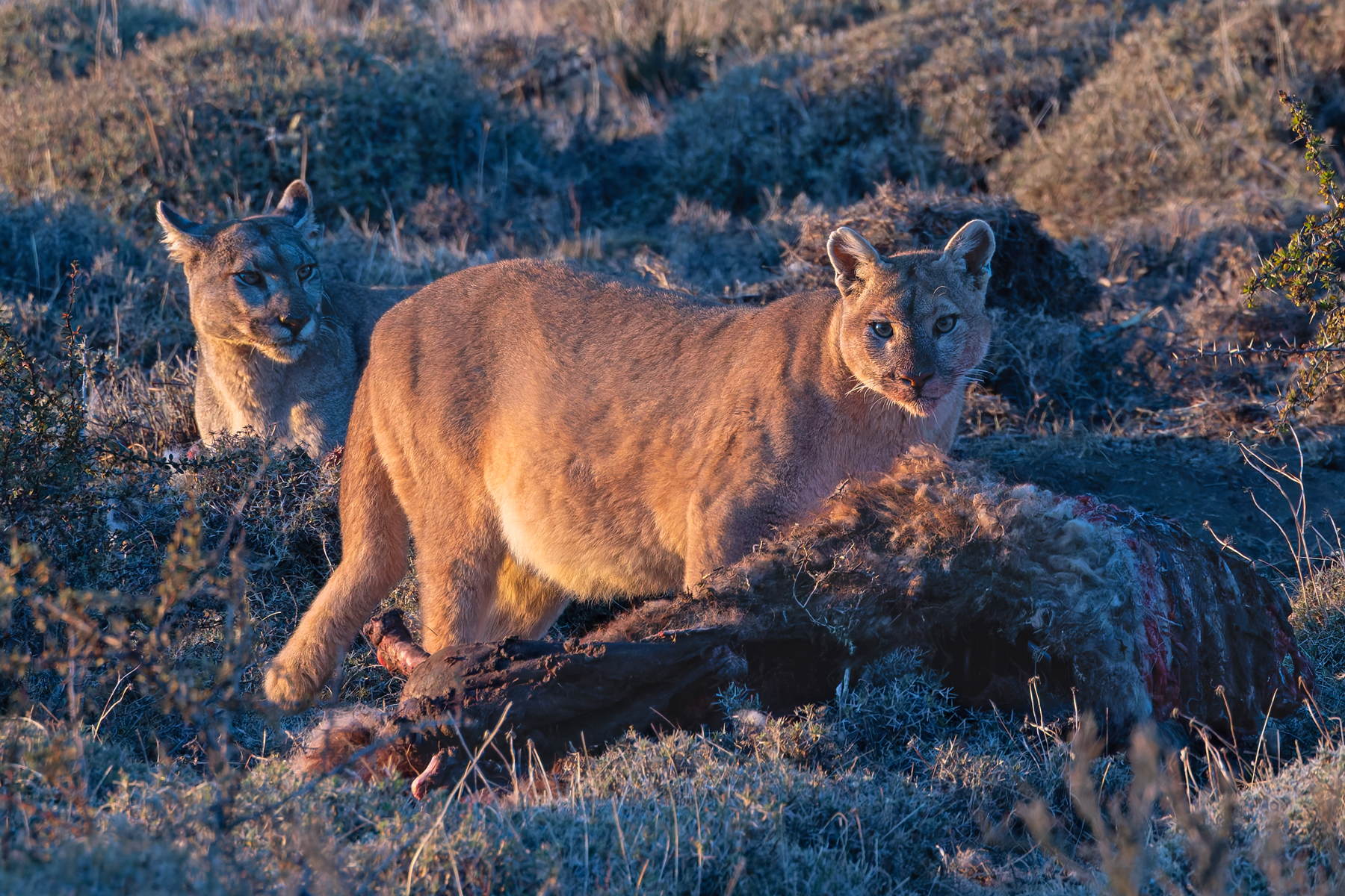 Petaka (left) allows park cat Lenga to join her. Lenga has a distinctively broken tail (image by Mike Watson)