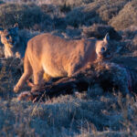 I didn’t say you can eat the whole thing. Petaka visibly disgruntled as Lenga tucks in to her Guanaco buffet (image by Mike Watson)