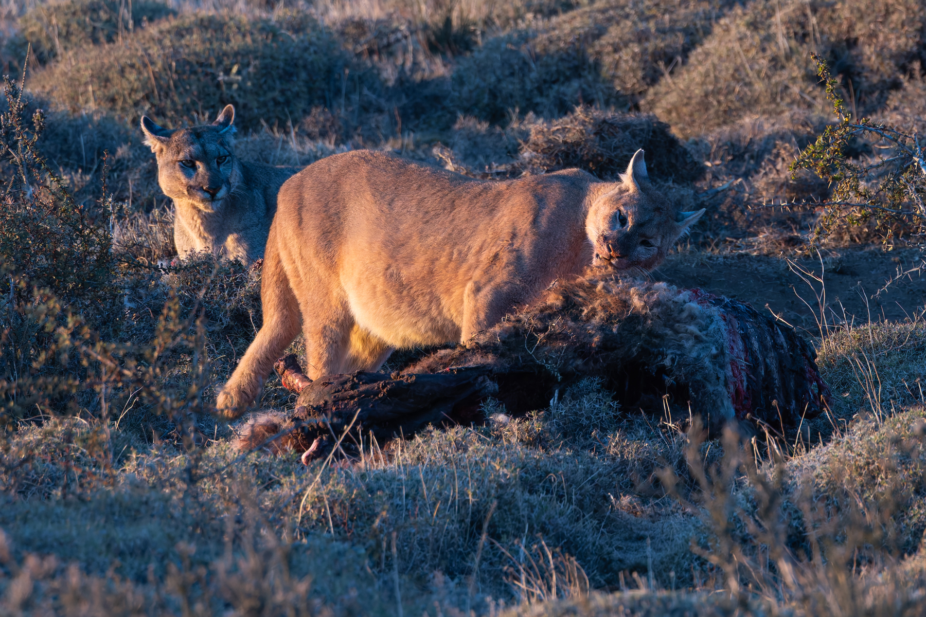 I didn’t say you can eat the whole thing. Petaka visibly disgruntled as Lenga tucks in to her Guanaco buffet (image by Mike Watson)