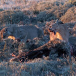 Petaka and Lenga seem more relaxed now, both enjoying some Guanaco meat (image by Mike Watson)