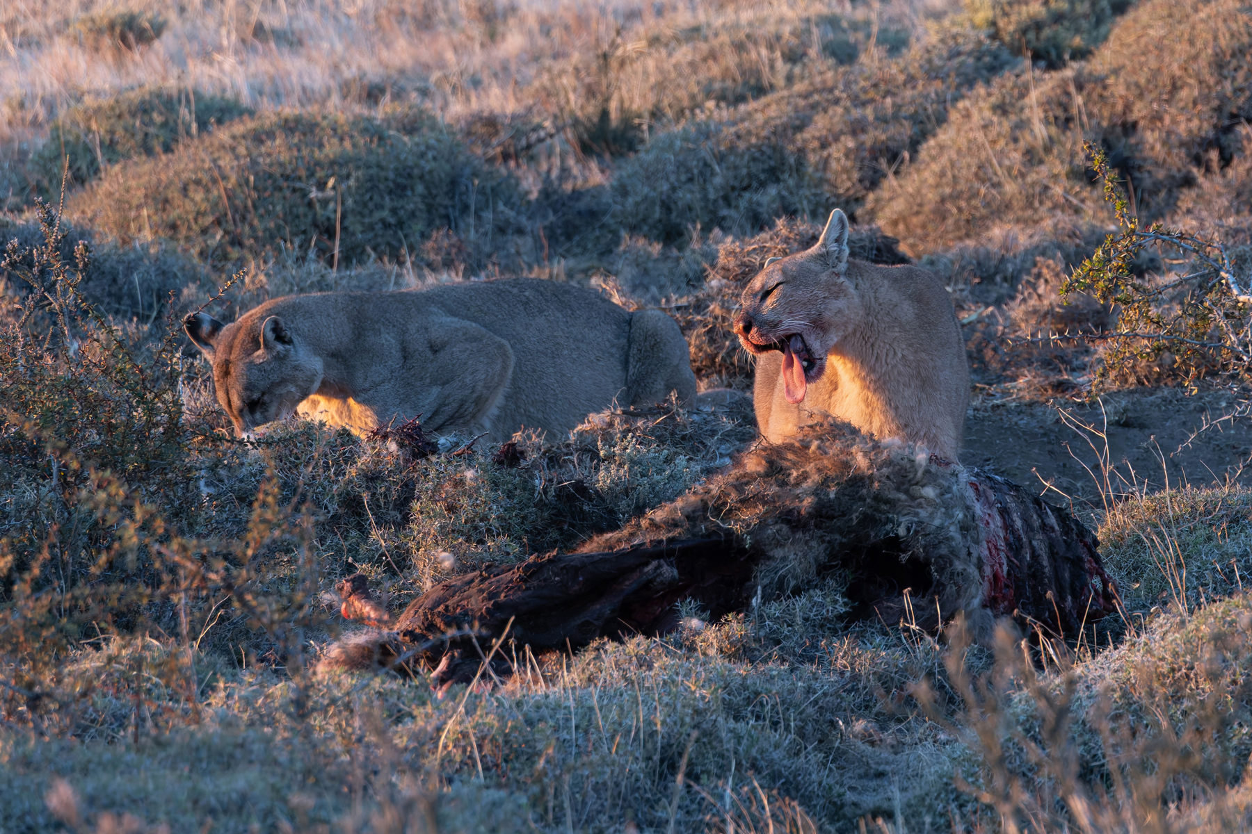 Petaka and Lenga seem more relaxed now, both enjoying some Guanaco meat (image by Mike Watson)