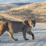 Who ate all the pies? Petaka crosses the road as best she can (image by Mike Watson)