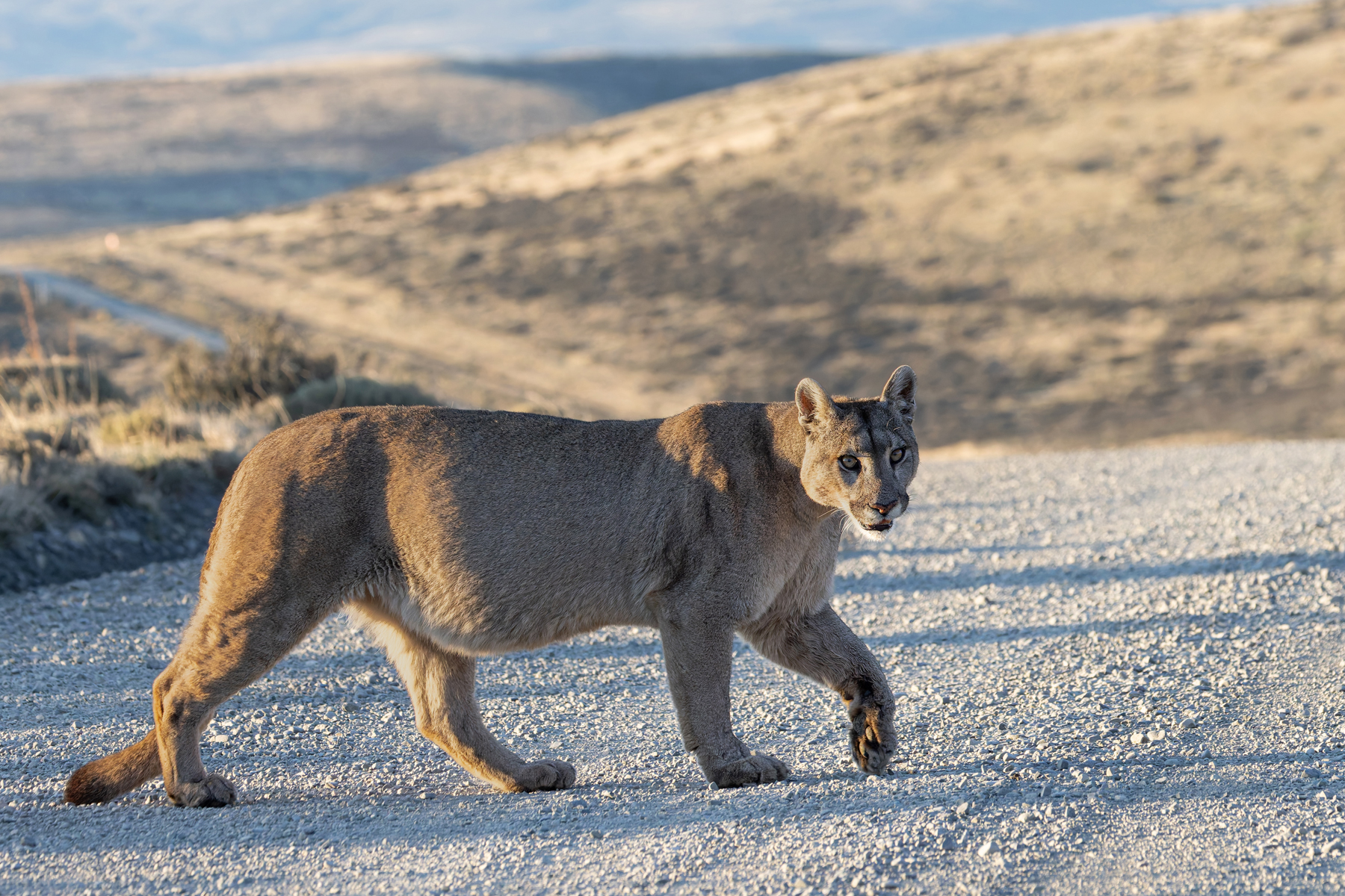 Who ate all the pies? Petaka crosses the road as best she can (image by Mike Watson)