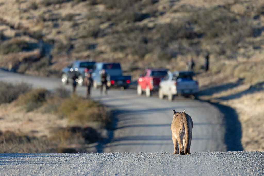 In fact she just follows the road. Petaka goes where she likes (image by Mike Watson)