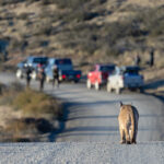 In fact she just follows the road. Petaka goes where she likes (image by Mike Watson)