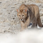Future boss? Feisty little Granizo (‘Hail’) in the stromatolites (image by Mike Watson)
