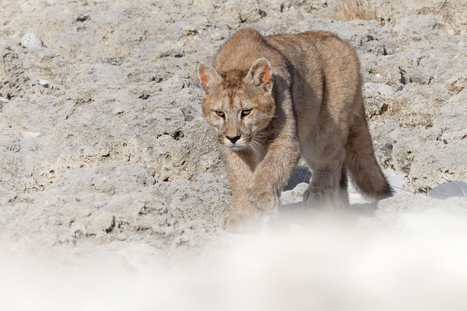Future boss? Feisty little Granizo (‘Hail’) in the stromatolites (image by Mike Watson)