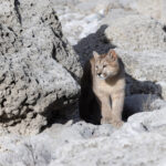 Peek a boo! Granizo is still a kitten (image by Mike Watson)