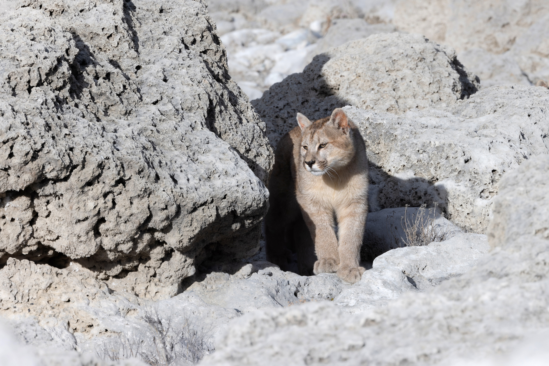 Peek a boo! Granizo is still a kitten (image by Mike Watson)