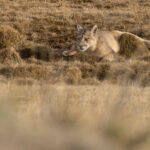 Rupestre is struggling after eating half a camel (image by Mike Watson)