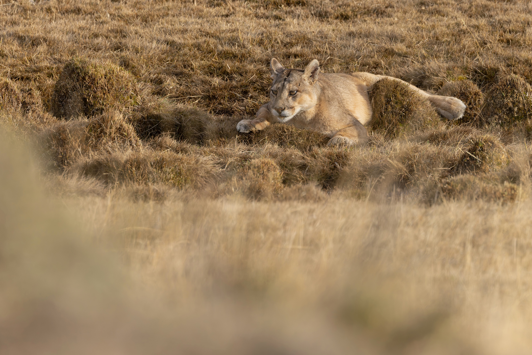 Rupestre is struggling after eating half a camel (image by Mike Watson)