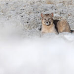 We love the partly obscured at Wild Images! Granizo in the stromatolites (image by Mike Watson)