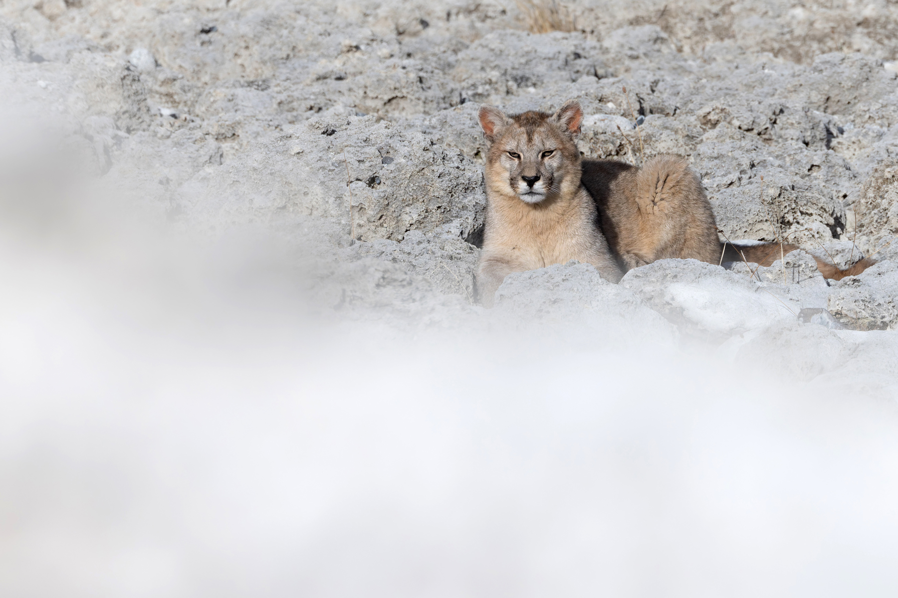 We love the partly obscured at Wild Images! Granizo in the stromatolites (image by Mike Watson)
