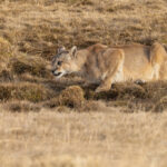 Pumas need to drink a lot after eating so much meat (image by Mike Watson)