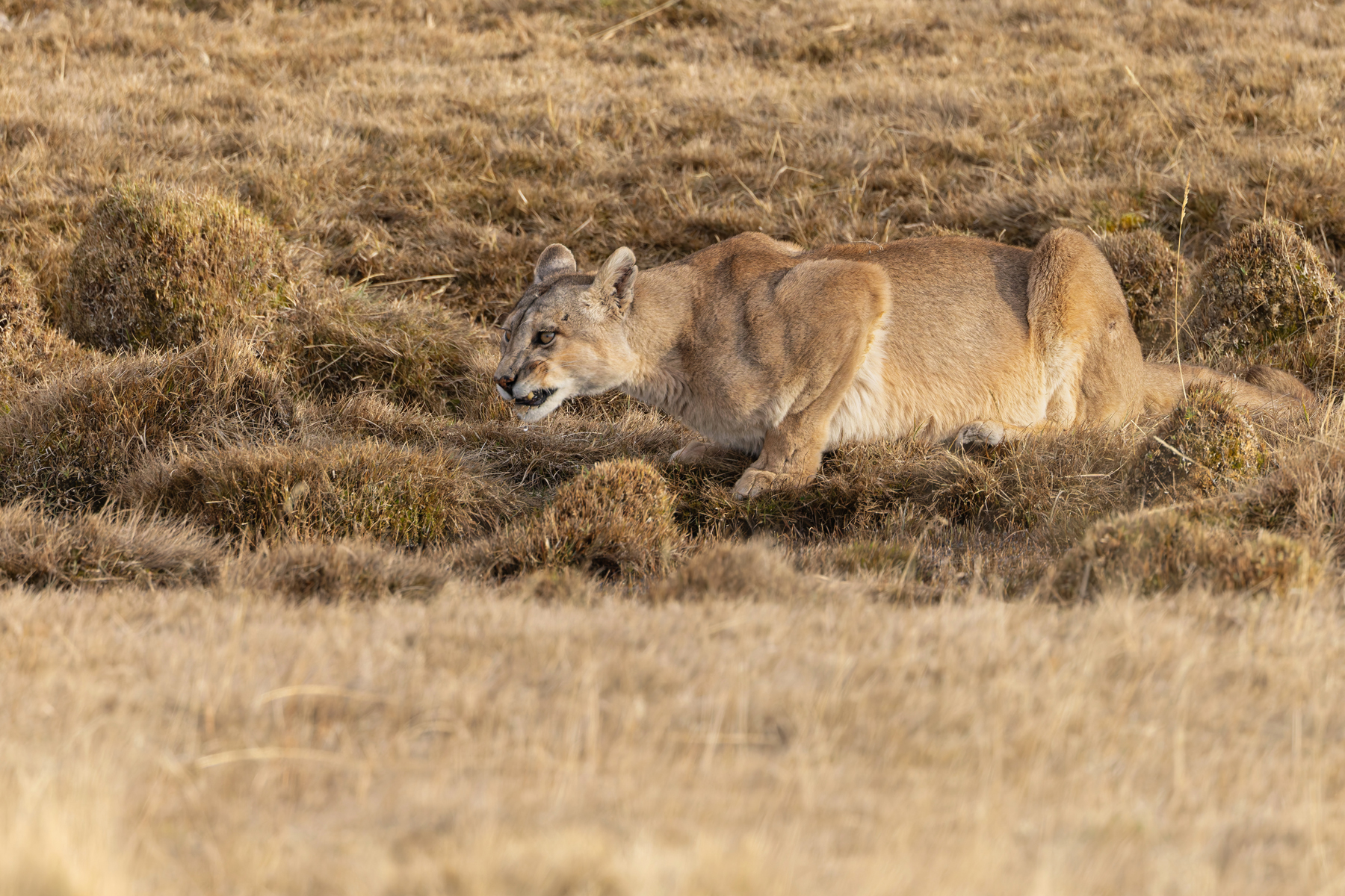 Pumas need to drink a lot after eating so much meat (image by Mike Watson)