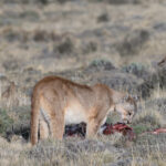 The caracaras have gathered, they can see the Puma is about to leave her feast (image by Mike Watson)