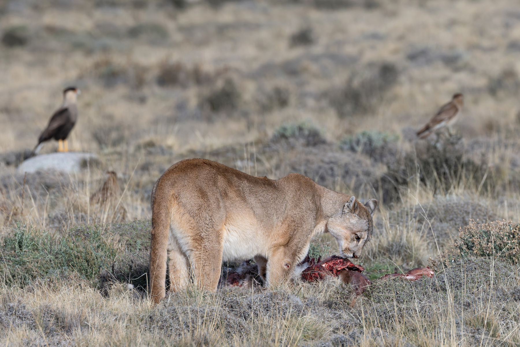 The caracaras have gathered, they can see the Puma is about to leave her feast (image by Mike Watson)